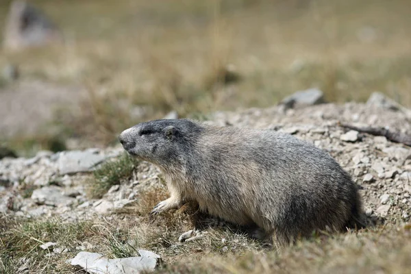 A Marmota Alpina — Fotografia de Stock