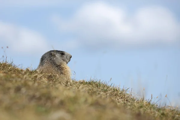 El marmota alpino — Foto de Stock