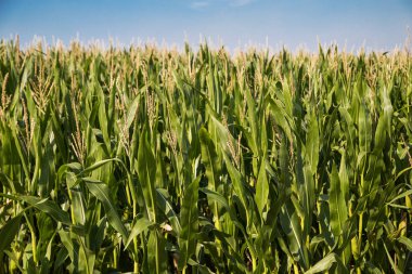Genç mısır tarlada büyüyor, mavi gökyüzü tepede görünüyor.