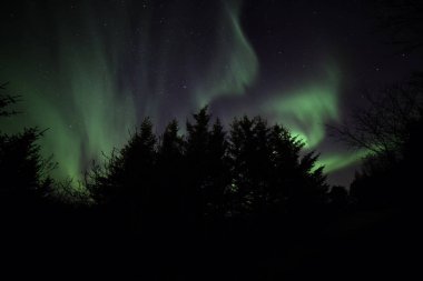 İzlanda 'da Reykjavik yakınlarında ağaçların üzerinde Auroras. Gökyüzünde parlayan kuzey ışıkları.