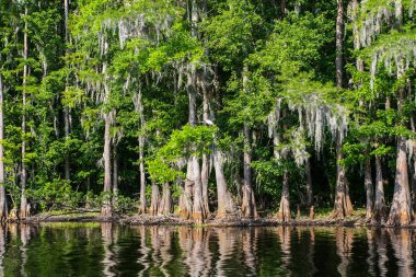 Florida Swamp ağaçlarda