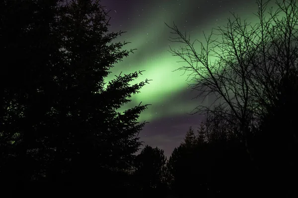 Çam Ağaçlarının Üzerinde Auroras — Stok fotoğraf