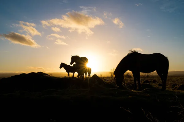 Gün batımında at — Stok fotoğraf