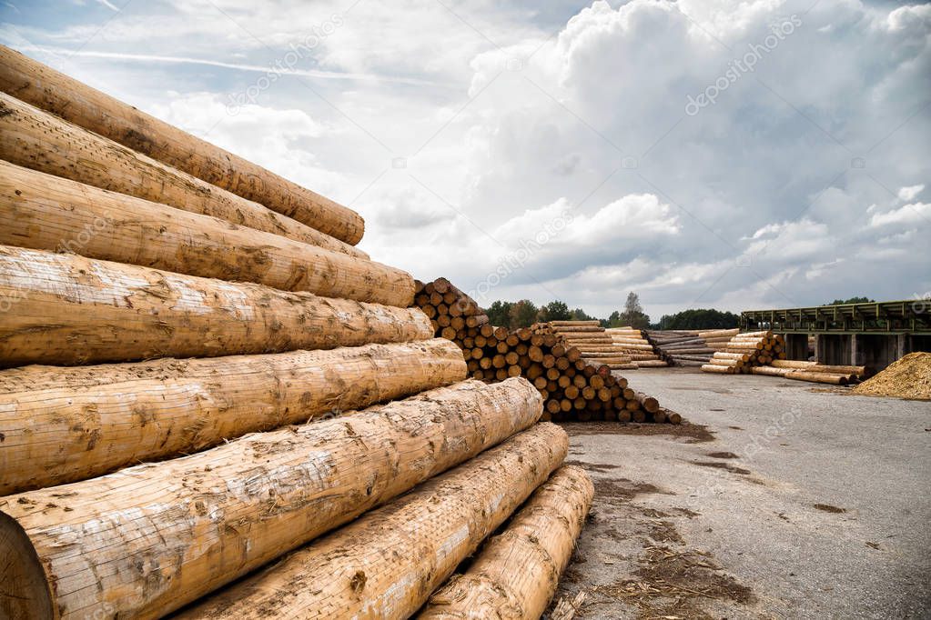 Piles of logs in a timber yard