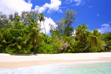 Seychelles tropical beach clipart