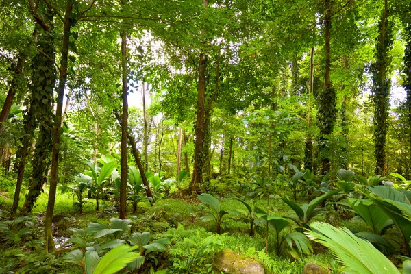 Tropical rain forest — Stock Photo, Image