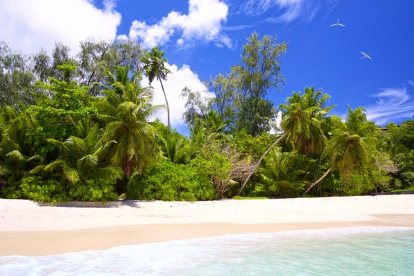 塞舌尔群岛热带海滩 — 图库照片
