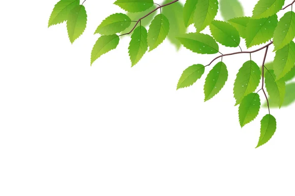 Fronds med gröna blad — Stock vektor