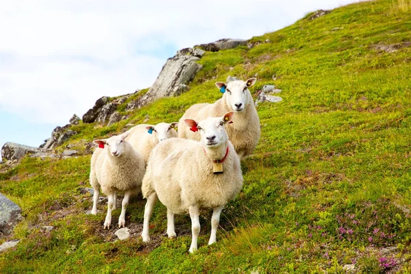 Flock of Lofoten sheep — Stock Photo, Image