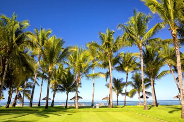 Mauritius Adası 'ndaki tropik palmiye plajı