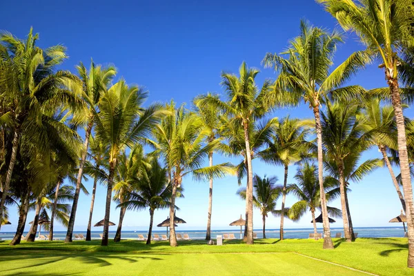 Tropischer Palmenstrand Auf Mauritius Island — Stockfoto