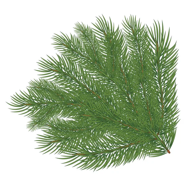 Spruce branch. Vector illustration — Stock Vector
