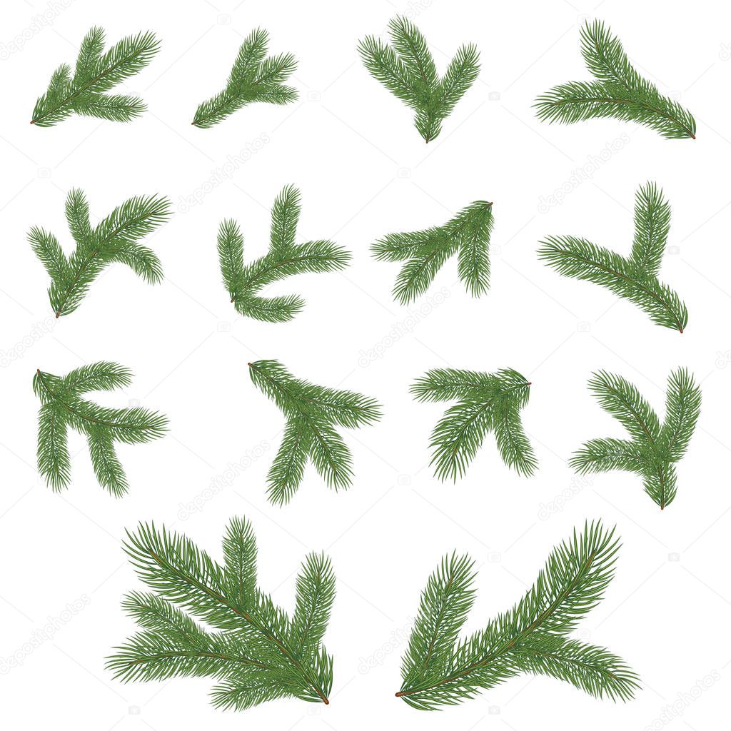 Spruce branch. Vector illustration