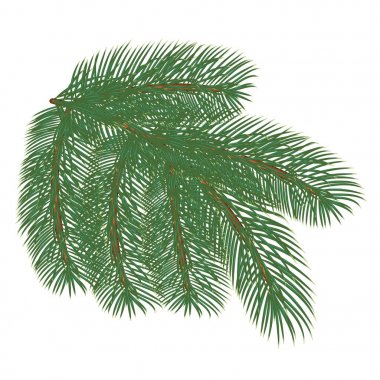 ağaç dalları ile çam kozalakları