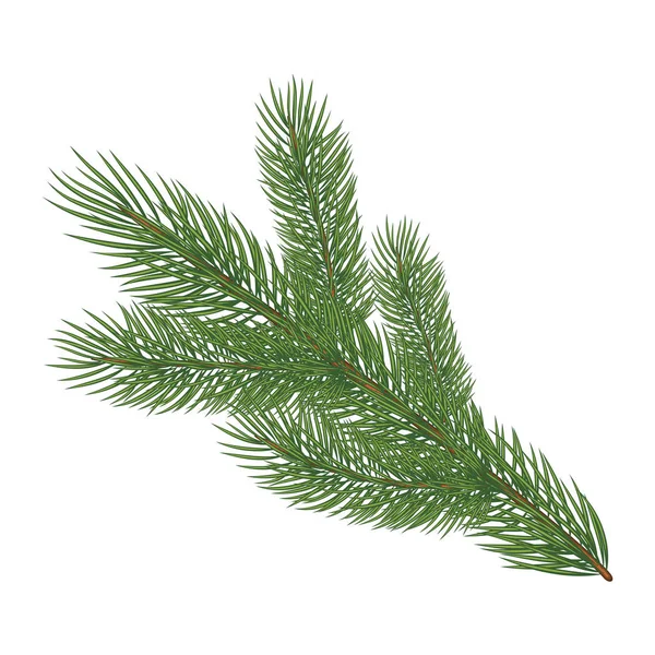 Branche verte d'épinette luxuriante — Image vectorielle