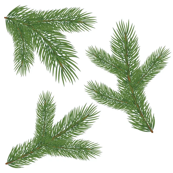 绿色茂盛的云杉的分支 — 图库矢量图片