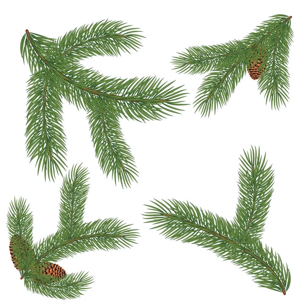 Green lush spruce branch — Stock Vector