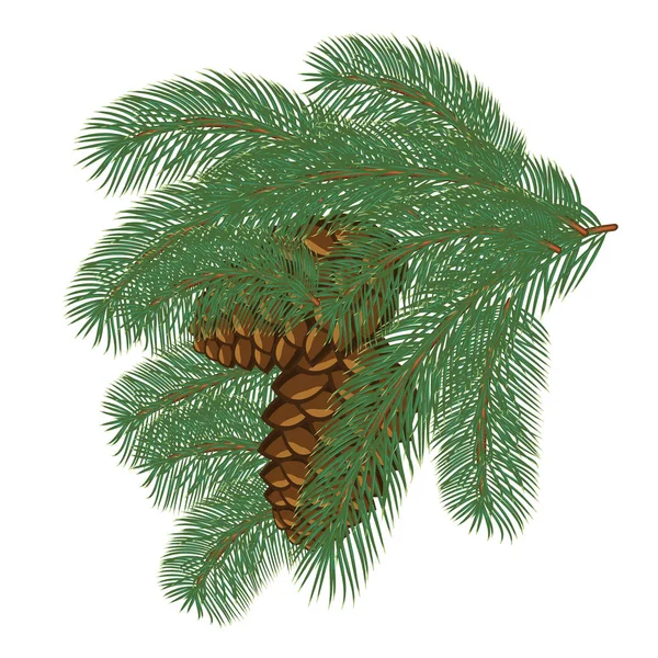 Ramos de árvore com cones de pinheiro — Vetor de Stock
