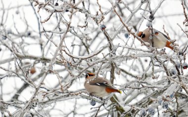 Ağaç dalı İpekkuyruk