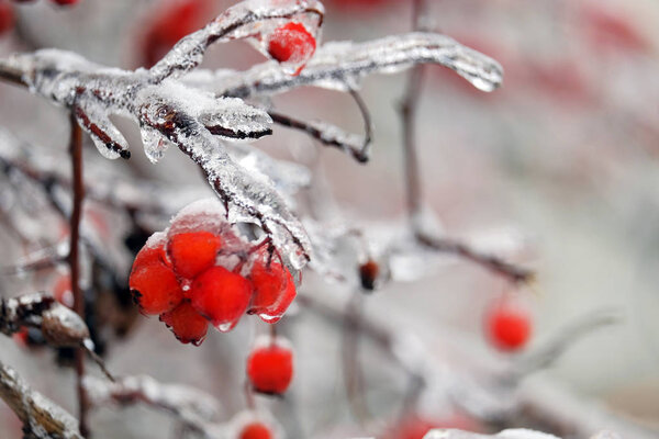 Frozen rowan berries