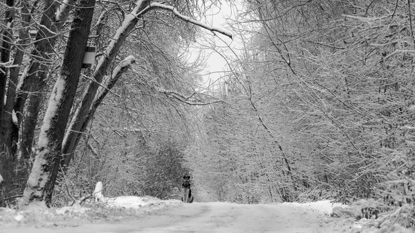 Vinterväg på landsbygden — Stockfoto