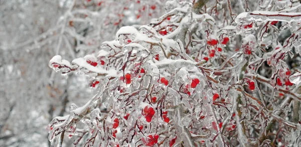 Frozen rowan berries — Stock Photo, Image