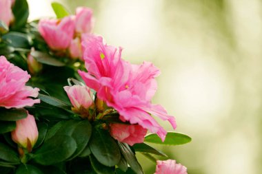 Bulanık bir arka plan üzerinde pembe açelya