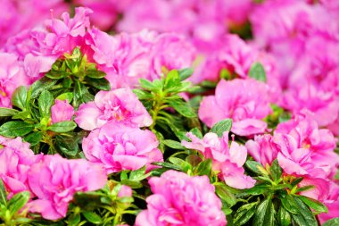 Bulanık bir arka plan üzerinde pembe açelya