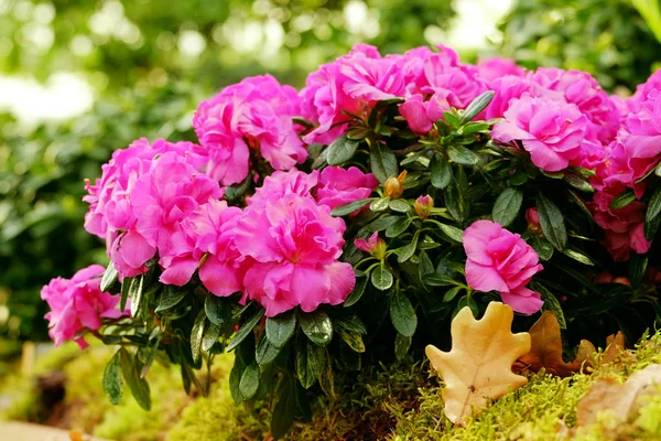 Pink azalea on a blurred background — Stock Photo, Image