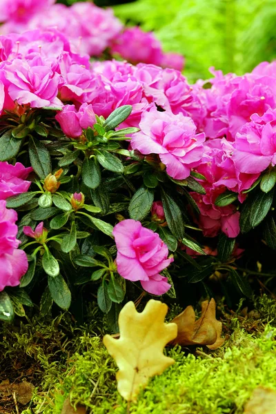 Pink azalea on a blurred background — Stock Photo, Image