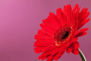 Mor bir arka plan üzerinde gerbera