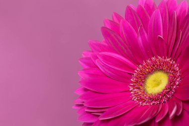 Mor bir arka plan üzerinde gerbera