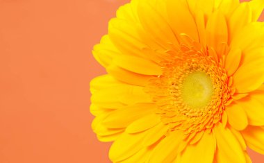 Turuncu bir arka plan üzerinde gerbera