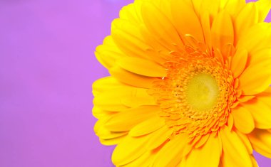 Mor bir arka plan üzerinde gerbera
