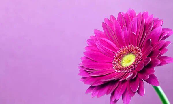 Gerbera auf violettem Hintergrund — Stockfoto