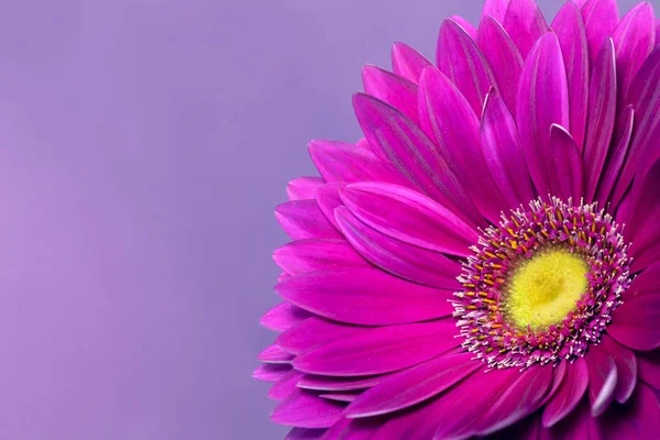 Gerbera auf violettem Hintergrund — Stockfoto