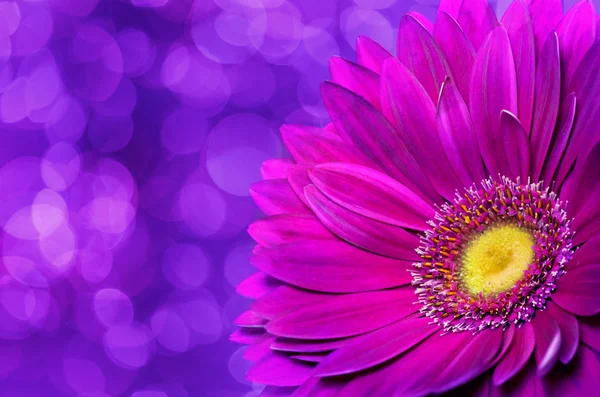 Gerbera auf violettem Hintergrund — Stockfoto