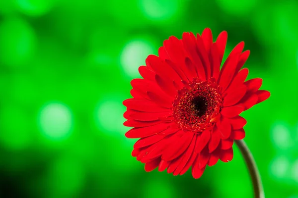 Gerbera on a green background — Stock Photo, Image