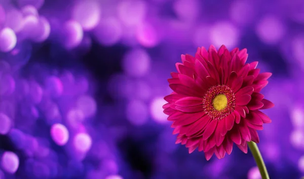 Gerbera auf violettem Hintergrund — Stockfoto