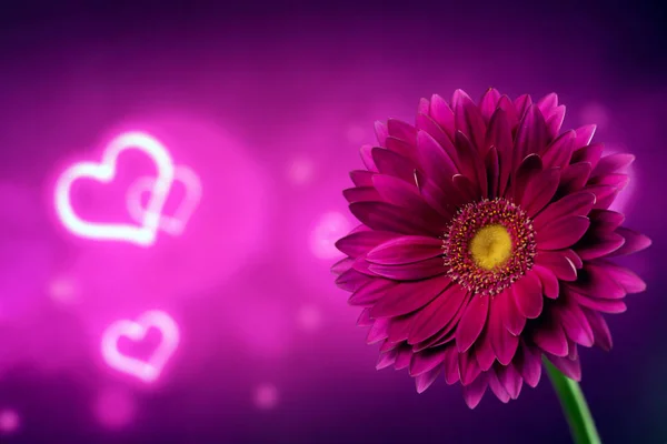 Gerbera on a purple background — Stock Photo, Image