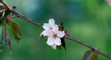 Sakura çiçek yeşil bir arka plan üzerinde