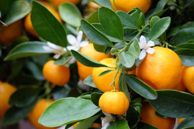 Meyve mandarin dal