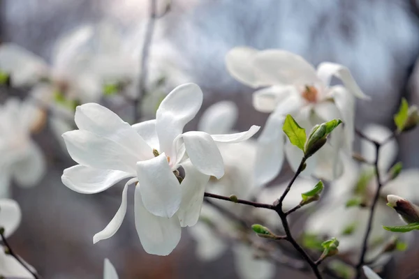 Красиві квітучий Магнолія — стокове фото
