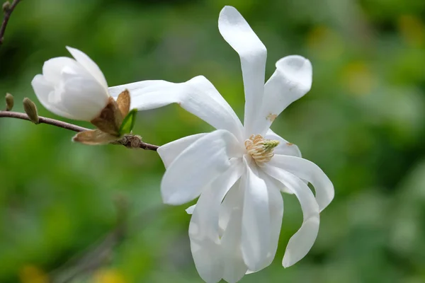 Beautiful blooming magnolia — Stock Photo, Image