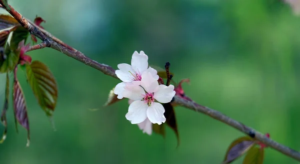 Sakura flowers on a green background — Stock Photo, Image