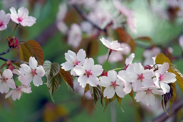 Sakura flowers on a green background — Stock Photo, Image