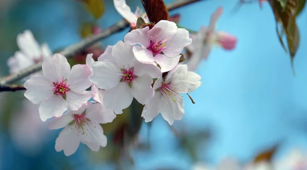 Sakura flowers on a blurred background — Stock Photo, Image