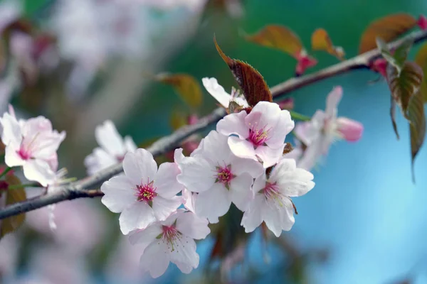 Sakura flowers on a blurred background — Stock Photo, Image