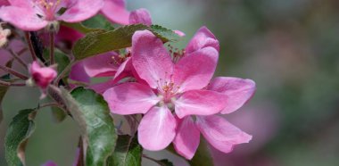 Güzel elma ağaçları çiçek
