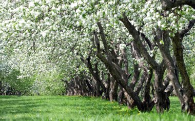 Çiçekli Elma Ağaçları